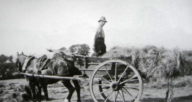 Haytiming at Oakhead Bank 1940