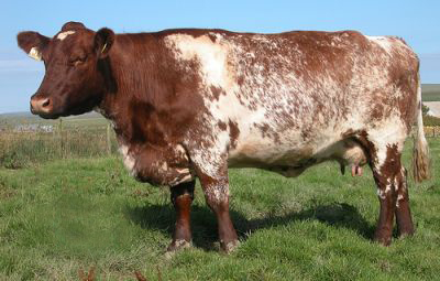 Shorthorn