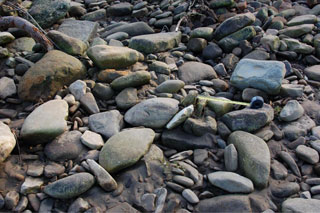 River gravels of sandstone and reworked Howgill erratics (blue) (30 cm scale)